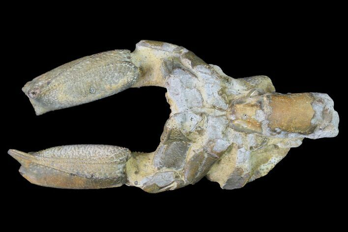 Bargain, Fossil Mud Lobster (Thalassina) - Australia #141030